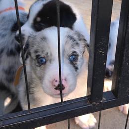 Blue Merle (blue) - White and blue merle male Border Collie puppy in Bradley, South Carolina from DiCola Farm