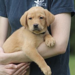 Beetle - Yellow male Labrador Retriever puppy in Morriston, Florida from Penny Lane Labradors