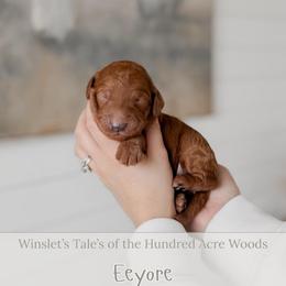 Eeyore - Red  male Goldendoodle puppy in Roanoke Rapids, North Carolina from Sweeter than Honey Doodles