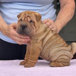 Red boy - Red fawn male Chinese Shar-Pei puppy in Basehor, Kansas from Good Fortune Shar Pei
