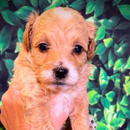 Dopey - Apricot male Goldendoodle puppy in Bradenton, Florida from Christianna’s Mini Goldendoodles