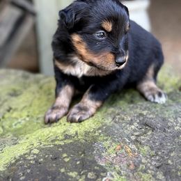 Arkansas - Miniature Australian Shepherd puppy from Flying S Aussies