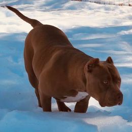 American Bully All Grown Up from Don't Ya Know Mn Bullies