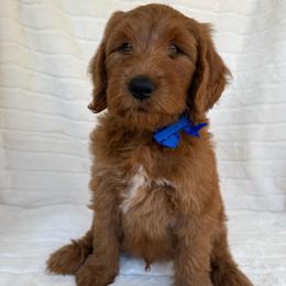 Koa ( Blue collar boy) - Red  male Goldendoodle puppy in Phelan, California from High Desert Doodles - the original