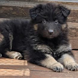 Donnie Broscoe - Black seal female German Shepherd puppy in Olean, New York from F&B Kennels