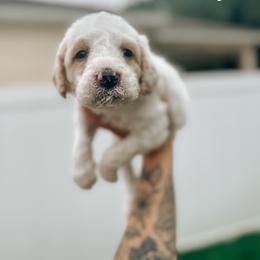Goldendoodle Puppies from Glamorous Golden Doodles