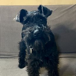 Rhysa - Miniature Schnauzer
