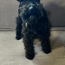 Rhysa - Miniature Schnauzer