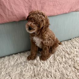 Poodle Puppies from Sealy Toy Poodles