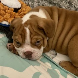 Boy 1 - Bulldog puppy in Fairfax, California from Marin Bulldogs