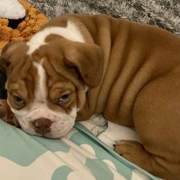 Boy 1 - Bulldog puppy in Fairfax, California from Marin Bulldogs