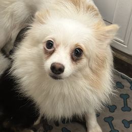 Rhea - Pomeranian