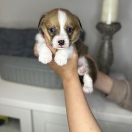 Pembroke Welsh Corgi Puppies from Inland Empire Corgis