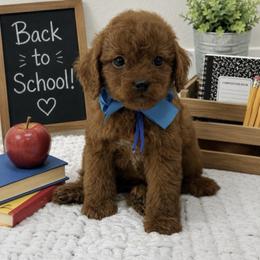 Blue boy - Red male Cavapoo puppy in Waskom, Texas from Pearls & Curls doodles & poodles