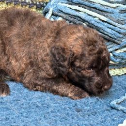 Rain - Brindle female Double Doodle puppy in Chesapeake, Virginia from Doodle-Cove