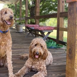 Labradoodles from Ozark Mountain Labradoodles