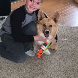 Pembroke Welsh Corgi and Poodle Puppies from Blue Diamond Kennel