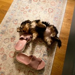 Assorted Doodle Crosses, Double Doodle, Maltipoo, Morkie, and Yorkipoo Puppies from Danza Bolo