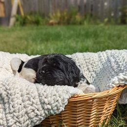 Newfoundland Puppies from Sue Clifton's Newfoundlands