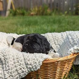 Newfoundland Puppies from Sue Clifton's Newfoundlands