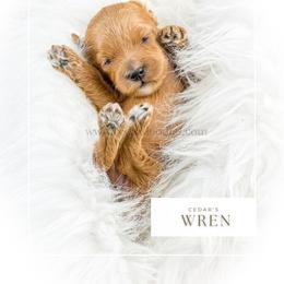 W R E N - Red  female Goldendoodle puppy in Cedar City, Utah from Cedar Doodles- Home of the Teddybear Goldendoodle