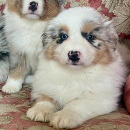 Sage - Blue merle female Australian Shepherd puppy in Martha’s Vineyard, Massachusetts from Cranberry Hill Aussies