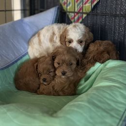 Cavapoo puppies from TMJ Dachshunds & More