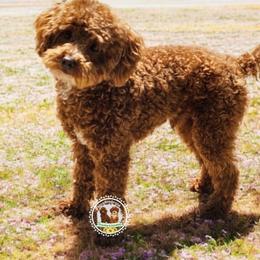 Sébastien - Poodle