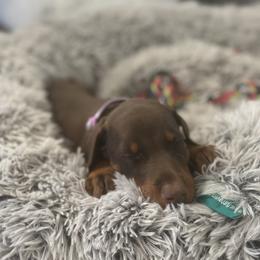 Light Purple Collar female - Red and rust female Doberman Pinscher puppy in Madison, Indiana from Jensen Dobermans and Dachshunds