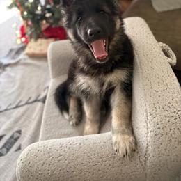 Shiloh Shepherd Puppies from The Mighty Quinn Shilohs