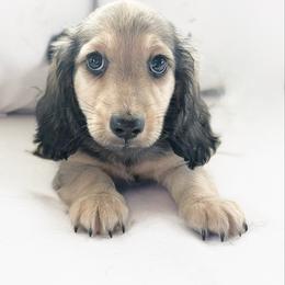 Pumpkin 3500 - Cream male Dachshund puppy in Sylvania, Alabama from Yancey’s Doxies