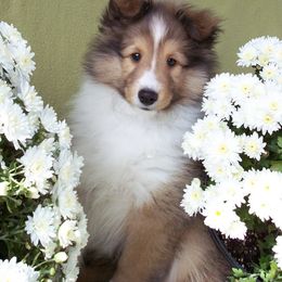 "Tara" Shetland Sheepdog Puppies from Acres Flats Shelties