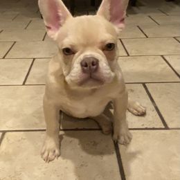 French Bulldog Puppies from QueenBFrenchies