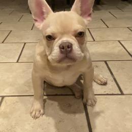 French Bulldog Puppies from QueenBFrenchies