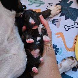 Miss Piggy - Black brindle and white female Miniature Bull Terrier puppy in Hollywood, Florida from Mini Bull Lane
