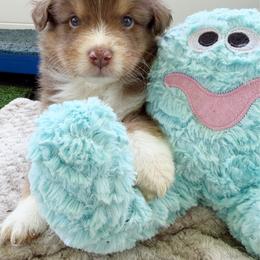 Kai - Red tri-color male Australian Shepherd puppy in Kearney, Nebraska from Helix Aussies