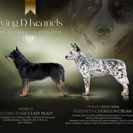 Australian Cattle Dog puppies from Flying D Kennels