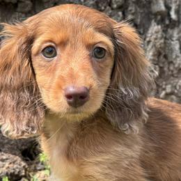Stella - Dapple female Dachshund puppy in Bentonville, Arkansas from T & D Dachshunds by design
