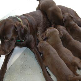 Labrador Retriever Puppies from AimPowers Retrievers