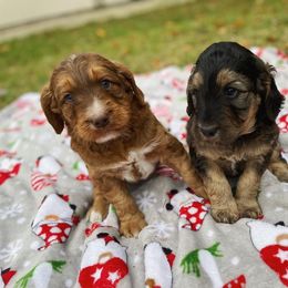 Bernedoodle, Cavalier King Charles Spaniel, and Goldendoodle Puppies from Dandelion Doodles