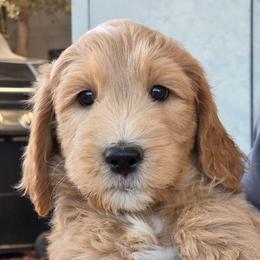 Maximus - orange collar - Max - Cream male Goldendoodle puppy in Phoenix, Arizona from Kerri's Goldendoodles