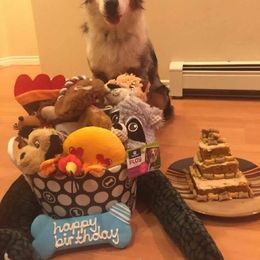 Miniature Australian Shepherd and Toy Australian Shepherd All Grown Up from 2Lazy2P Mini Aussies