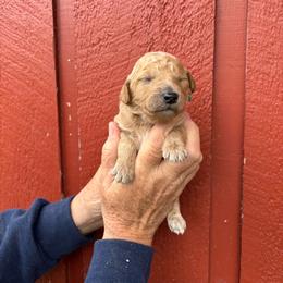 Kit Kat - Apricot male Poodle puppy in St. Johnsbury, Vermont from Poodles of the Northern Woods