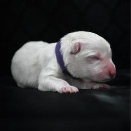Purple Collar Girl - White female Berger Blanc Suisse puppy in Aurora, Colorado from Moonlight Berger Blanc Suisses