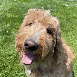 Rosie - Goldendoodle