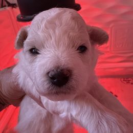 Boy 1 - White male Bichon Frise puppy in Lake Elsinore, California from Amber's Bichon Frise and Poodles