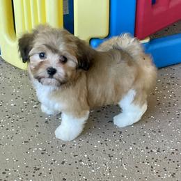Boy 2 - Gold sable male Havanese puppy in Summerfield, Florida from Honor Havanese