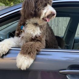 Assorted Doodle Crosses, Aussiedoodle, Bernedoodle, Goldendoodle, and Sheepadoodle All Grown Up from Happy Top Doodles