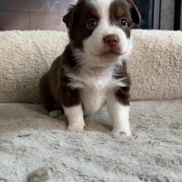 Lorena - Red tri-color female Miniature American Shepherd puppy in Terryville, Connecticut from Spirited Aussies