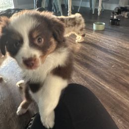 Miniature American Shepherd Puppies from Premiere Minis